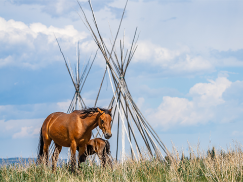 A horse and her foal graze in a field near teepee structures.